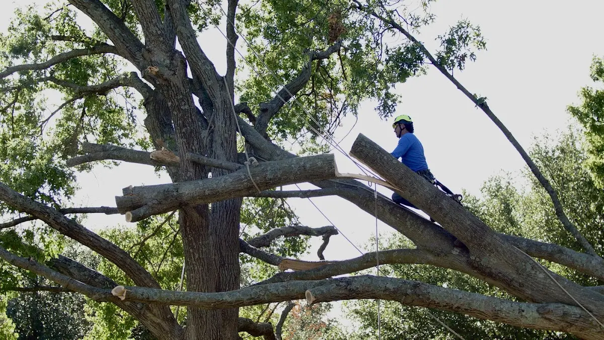 Professional Crown Thinning performed by certified arborists in Swisher